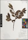 Foto von Salix mielichhoferi Saut. x Salix myrsinifolia Salisb.